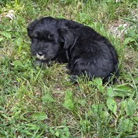 Black M, a male Miniature Schnauzer for sale in Buffalo, MO – 6 of 6