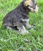Windy F3, a female Miniature Schnauzer for sale in Buffalo, MO – 3 of 4