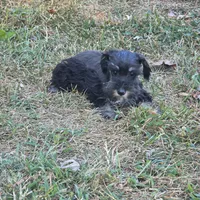 Beauty, a female Miniature Schnauzer for sale in Buffalo, MO – 8 of 10