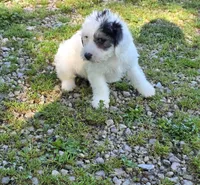 Poo M2, a male Yorkipoo for sale in Buffalo, MO – 3 of 5