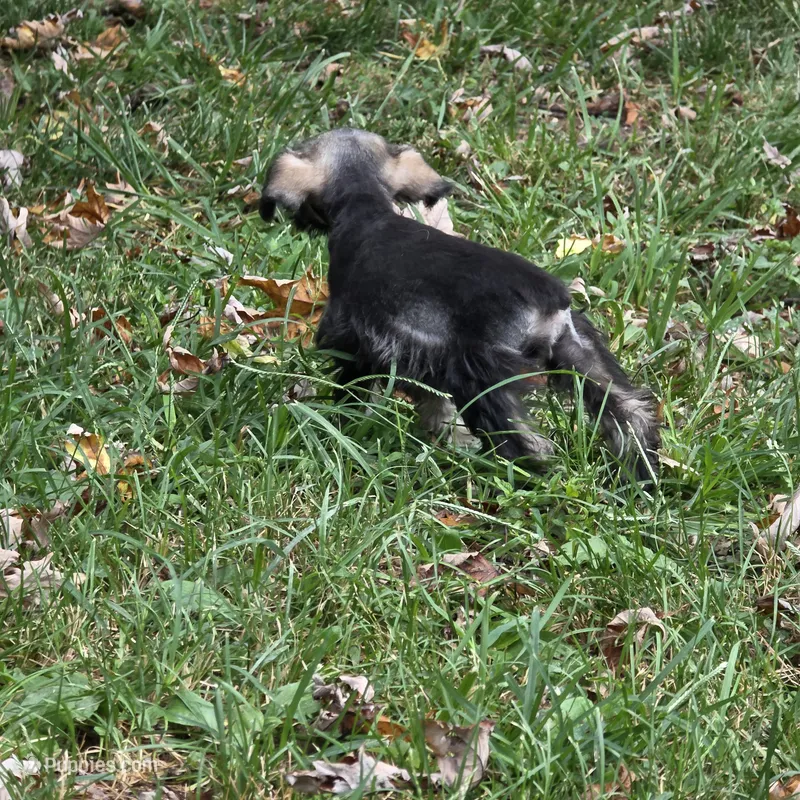 Buddy – Miniature Schnauzer puppy for sale in Buffalo, MO