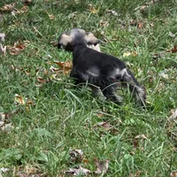 Buddy, a male Miniature Schnauzer for sale in Buffalo, MO – 1 of 7