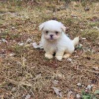 Small M1, a male Shih Tzu for sale in Buffalo, MO – 2 of 5