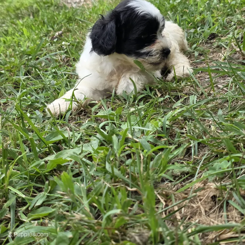 Autumn M1 – Schnoodle puppy for sale in Buffalo, MO