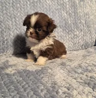 Rosalita Tiny F1, a female Shih Tzu for sale in Buffalo, MO – 8 of 8