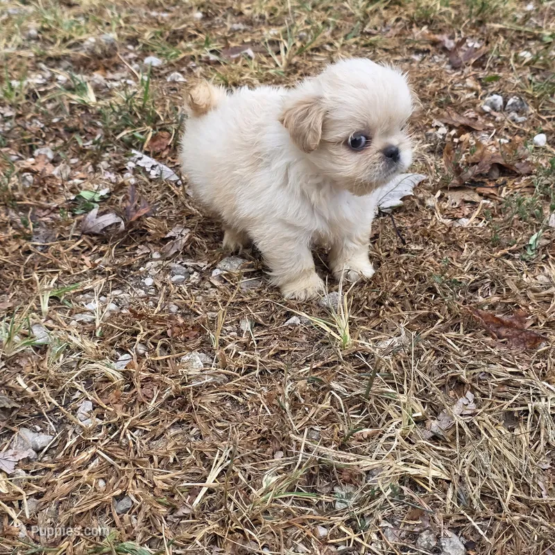 Cream M – Shih Tzu puppy for sale in Buffalo, MO