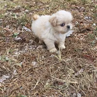 Cream M, a male Shih Tzu for sale in Buffalo, MO – 1 of 4