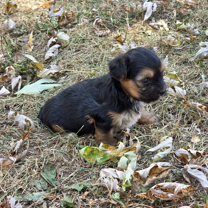 Penelope M – Yorkshire Terrier puppy for sale in Buffalo, MO