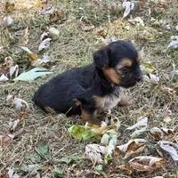 Penelope M, a male Yorkshire Terrier for sale in Buffalo, MO – 1 of 4