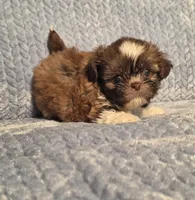Rosalita M, a male Shih Tzu for sale in Buffalo, MO – 3 of 4