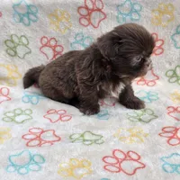 Lilly bear F, a female Shih Tzu for sale in Buffalo, MO – 2 of 10