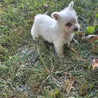 Buddy, a male West Highland White Terrier for sale in Buffalo, MO – 3 of 4