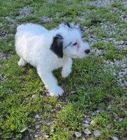 Poo M2, a male Yorkipoo for sale in Buffalo, MO – 2 of 5