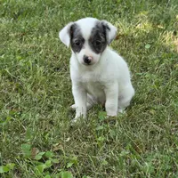Harmony F1, a female Chorkie for sale in Buffalo, MO – 6 of 7