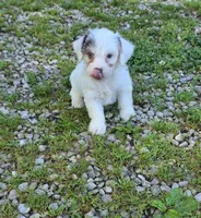 Yorkipoo M3, a male Yorkipoo for sale in Buffalo, MO – 2 of 8