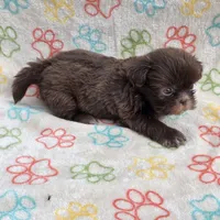 Lilly bear F, a female Shih Tzu for sale in Buffalo, MO – 6 of 10