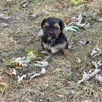 Penelope M, a male Yorkshire Terrier for sale in Buffalo, MO – 4 of 4