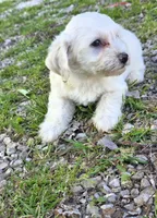 Yorkipoo W-boy, a male Yorkipoo for sale in Buffalo, MO – 2 of 4