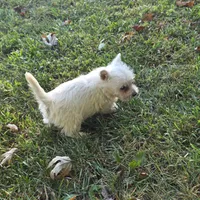 Sweetie, a female West Highland White Terrier for sale in Buffalo, MO – 2 of 3