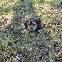 Sweetie M, a male Yorkshire Terrier for sale in Buffalo, MO – 7 of 7