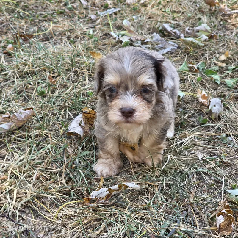 Morkipoo M3 – Morkie puppy for sale in Buffalo, MO