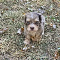 Morkipoo M3, a male Morkie for sale in Buffalo, MO – 1 of 3