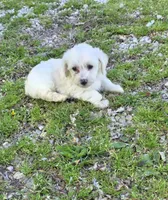 Yorkipoo W-boy, a male Yorkipoo for sale in Buffalo, MO – 4 of 4