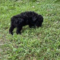 Autumn F1, a female Schnoodle for sale in Buffalo, MO – 1 of 6