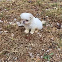 Small M1, a male Shih Tzu for sale in Buffalo, MO – 5 of 5