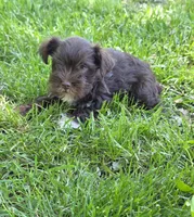 Windy F2, a female Miniature Schnauzer for sale in Buffalo, MO – 3 of 5