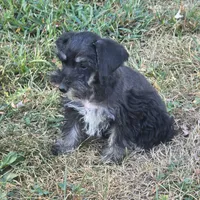 Beauty, a female Miniature Schnauzer for sale in Buffalo, MO – 5 of 10