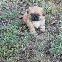 Small M2, a male Shih Tzu for sale in Buffalo, MO – 5 of 6