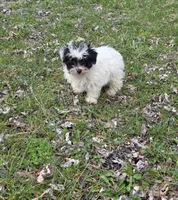 Milly M2, a male Yorkipoo for sale in Buffalo, MO – Photo 4 of 5