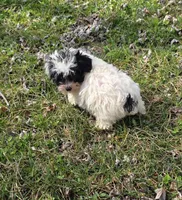 Milly M2, a male Yorkipoo for sale in Buffalo, MO – Photo 1 of 5
