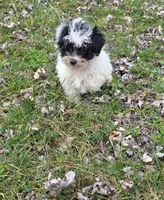 Milly M2, a male Yorkipoo for sale in Buffalo, MO – Photo 3 of 5