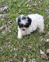 Milly M2, a male Yorkipoo for sale in Buffalo, MO – Photo 2 of 5