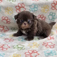 Lilly bear F, a female Shih Tzu for sale in Buffalo, MO – 7 of 10