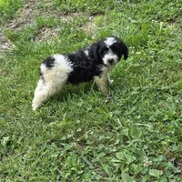 Autumn F2, a female Schnoodle for sale in Buffalo, MO – 3 of 8
