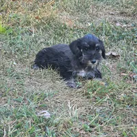 Beauty, a female Miniature Schnauzer for sale in Buffalo, MO – 9 of 10