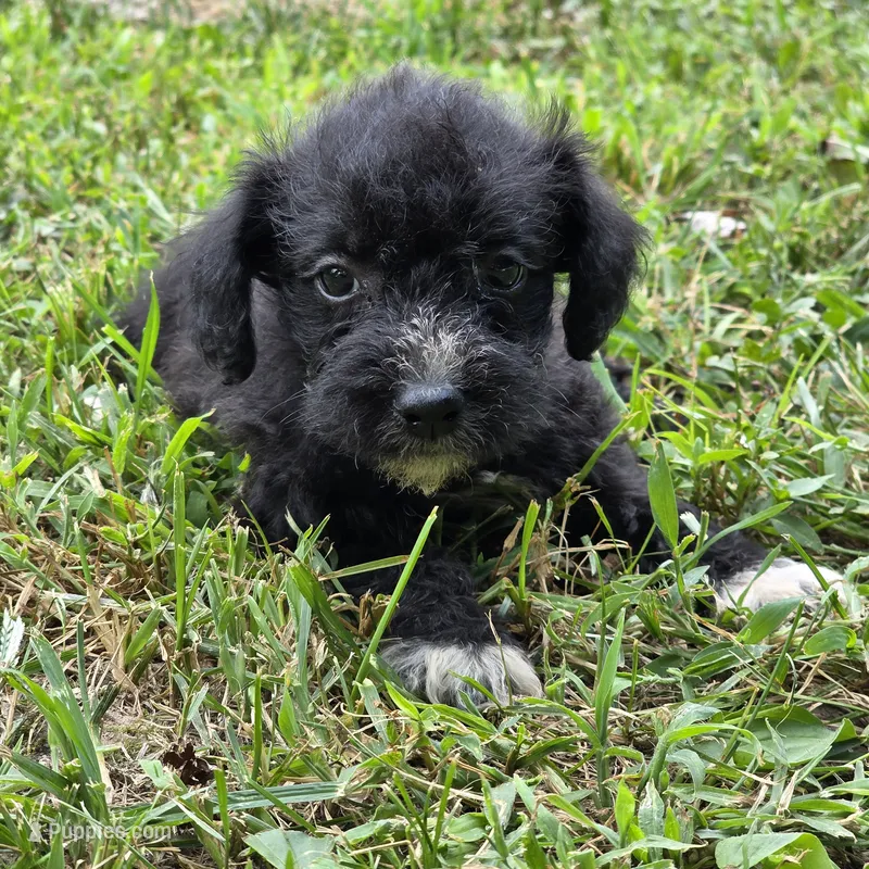 Autumn F3 – Schnoodle puppy for sale in Buffalo, MO