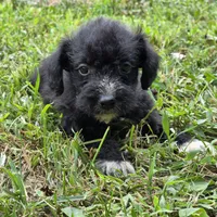Autumn F3, a female Schnoodle for sale in Buffalo, MO – 1 of 3