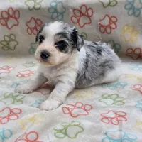 Izzy ice M4, a male Miniature Schnauzer for sale in Buffalo, MO – 3 of 10