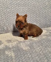 Tiny sable, a male Yorkshire Terrier for sale in Buffalo, MO – Photo 4 of 6