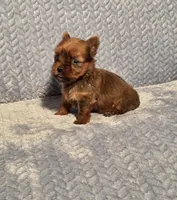 Tiny sable, a male Yorkshire Terrier for sale in Buffalo, MO – Photo 1 of 6