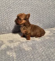 Tiny sable, a male Yorkshire Terrier for sale in Buffalo, MO – Photo 5 of 6