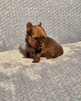 Tiny sable, a male Yorkshire Terrier for sale in Buffalo, MO – Photo 3 of 6