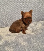 Tiny sable, a male Yorkshire Terrier for sale in Buffalo, MO – Photo 6 of 6