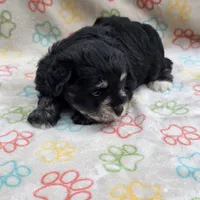 Blk/tan male, a male Miniature Schnauzer for sale in Buffalo, MO – 5 of 5