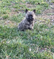 Widow 1, a female Cairn Terrier for sale in Buffalo, MO – Photo 3 of 10