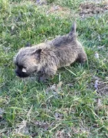 Widow 1, a female Cairn Terrier for sale in Buffalo, MO – Photo 6 of 10